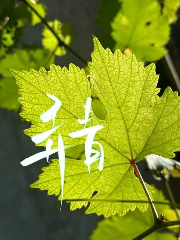 弄青
