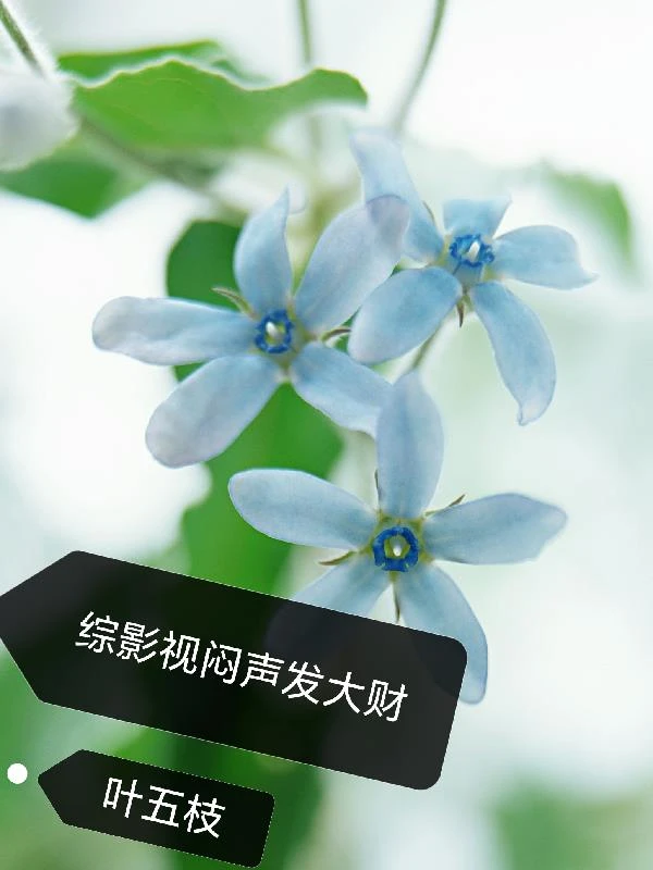 綜影視悶聲發大財